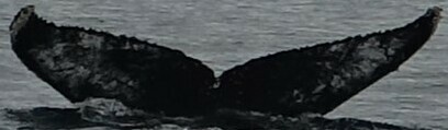 Fluke of HW-MN1306162