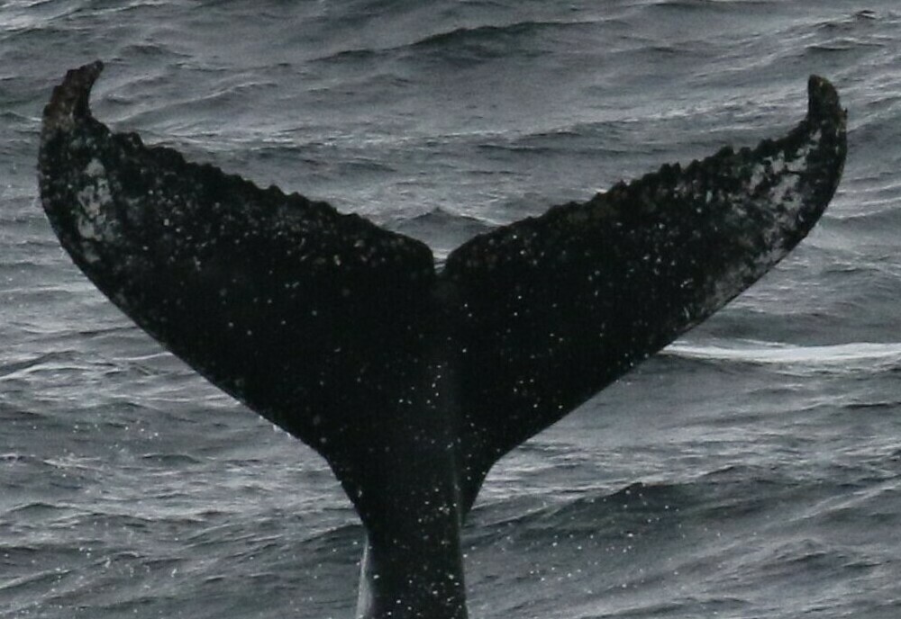 Fluke of HW-MN1306168