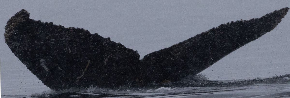 Fluke of HW-MN1306183