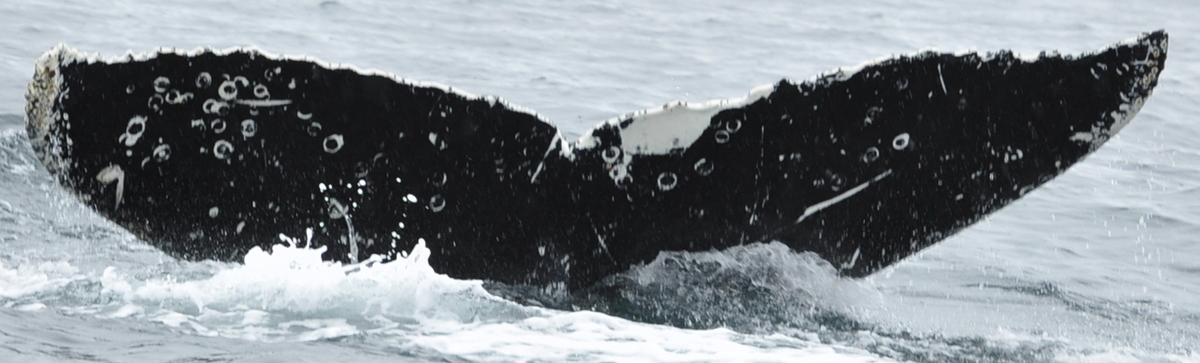 Fluke of HW-MN1306185