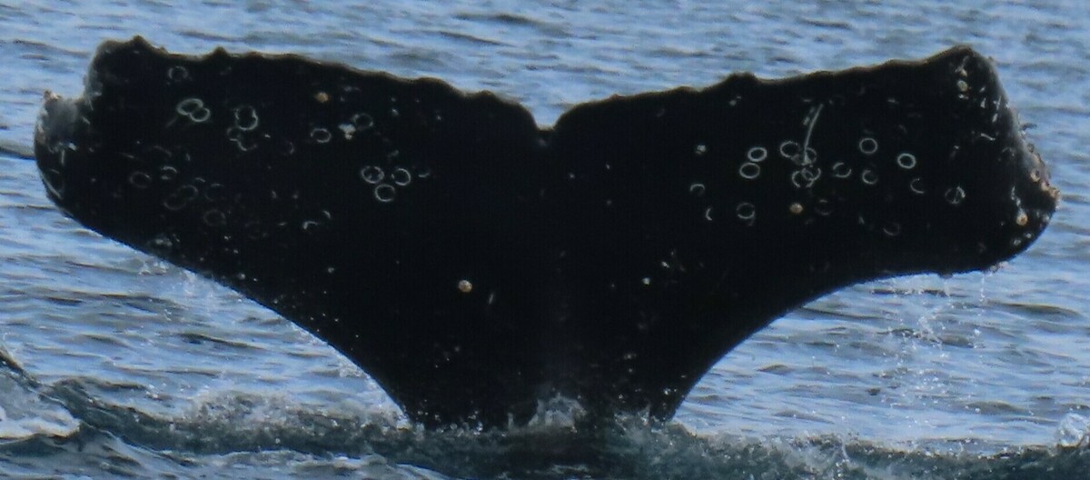 Fluke of HW-MN1306188