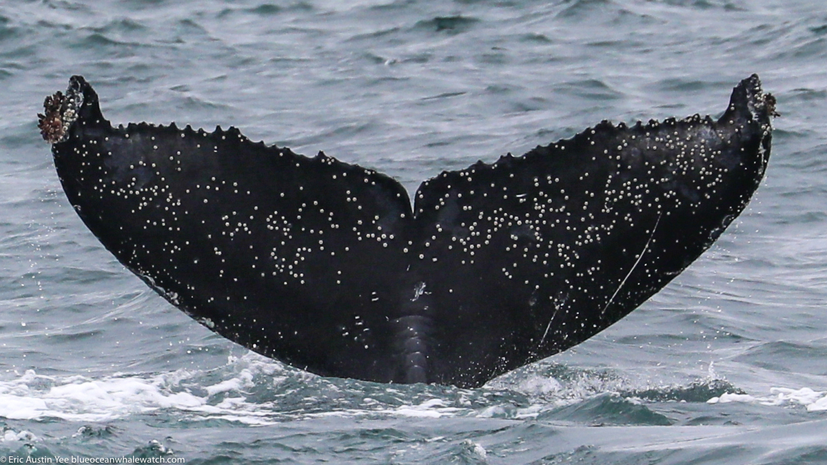 Fluke of CRC-20448
