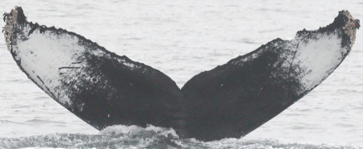 Fluke of CRC-10027