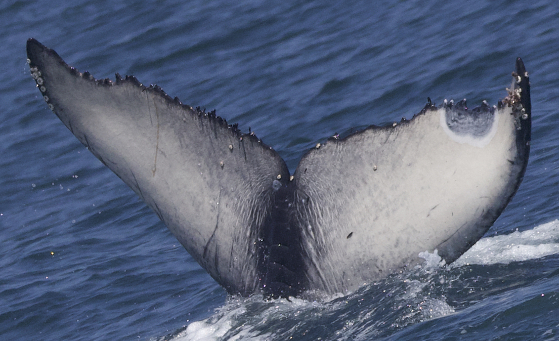 Fluke of 2023-2024 calf of CRC-19489