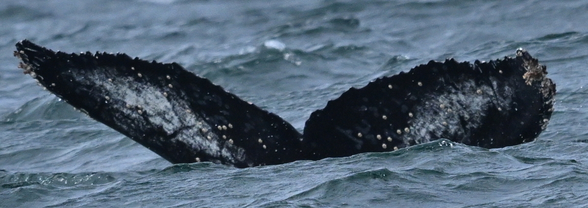 Fluke of CRC-22531