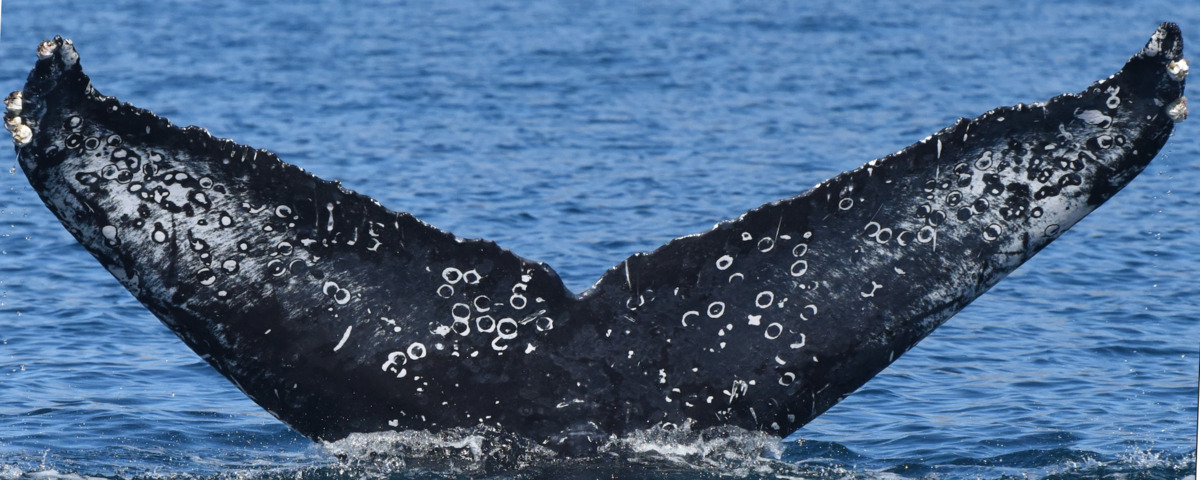 Fluke of HW-MN0524122