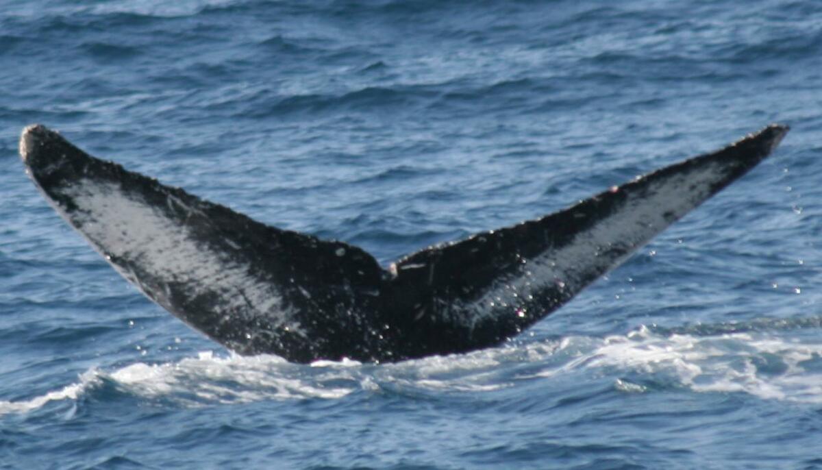 Fluke of CRC-10517