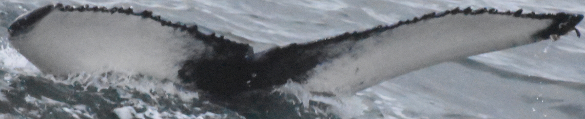 Fluke of Kristjan (Husavik)