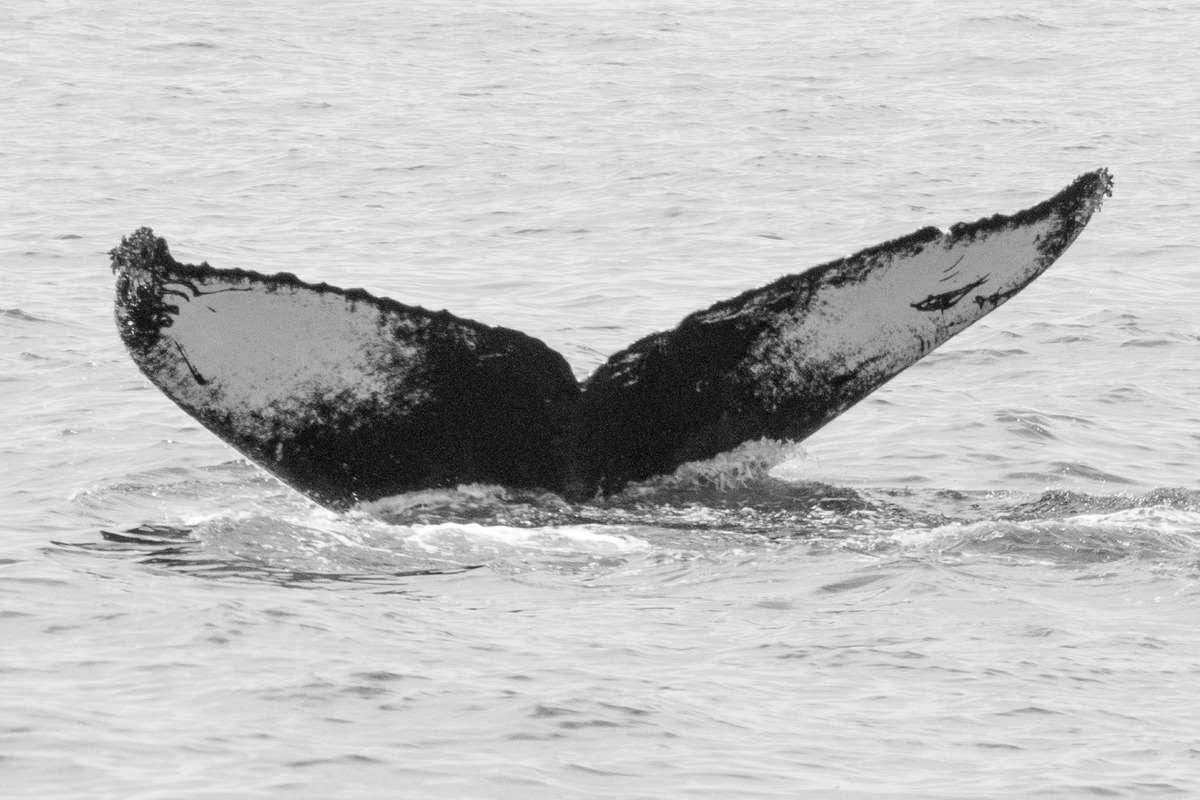 Fluke of Fantasia (California)