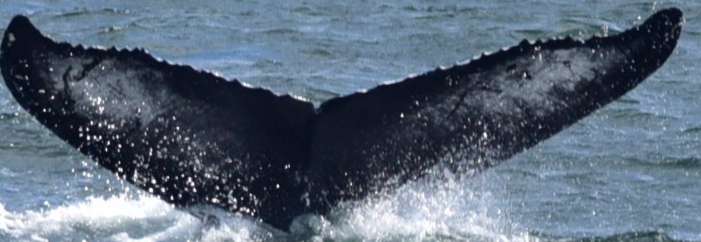 Fluke of HW-MN0103715
