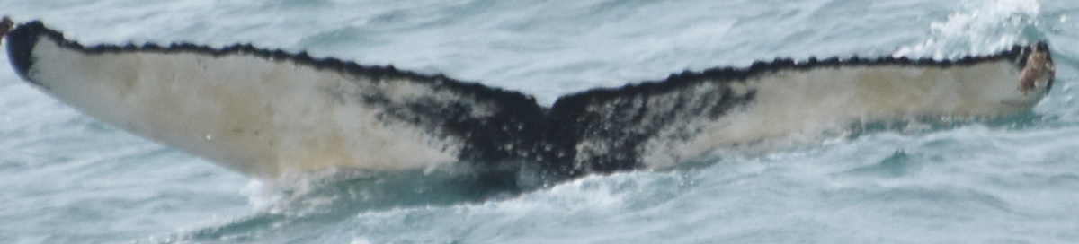 Fluke of HW-MN0103719