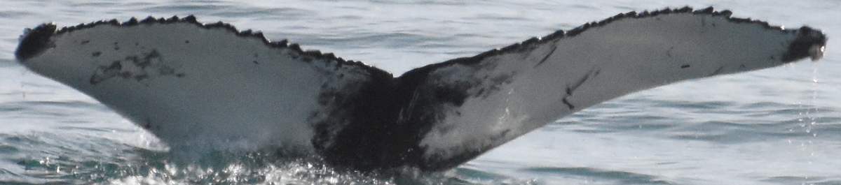 Fluke of HW-MN0103720