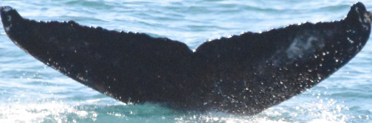 Fluke of HW-MN0103726