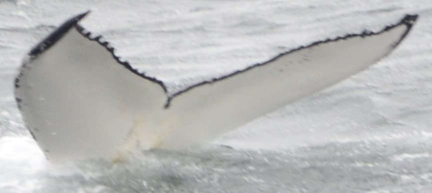 Fluke of Kat (Husavik)