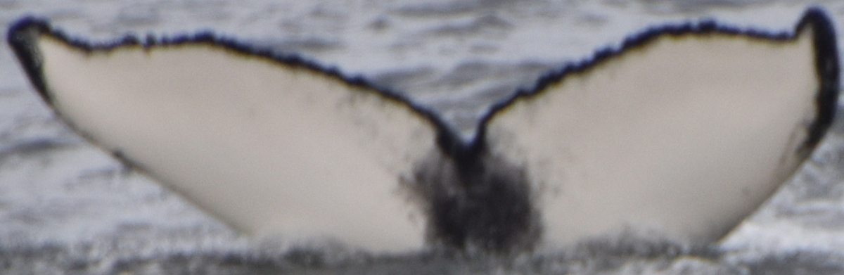 Fluke of HW-MN0103735