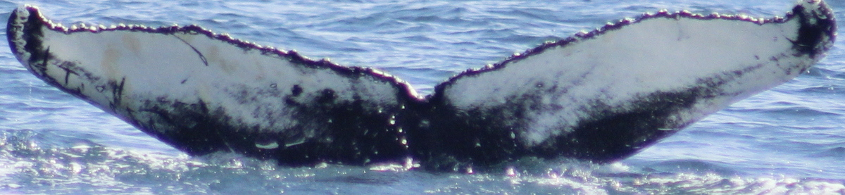Fluke of HW-MN0103738