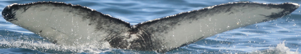 Fluke of HW-MN0103745