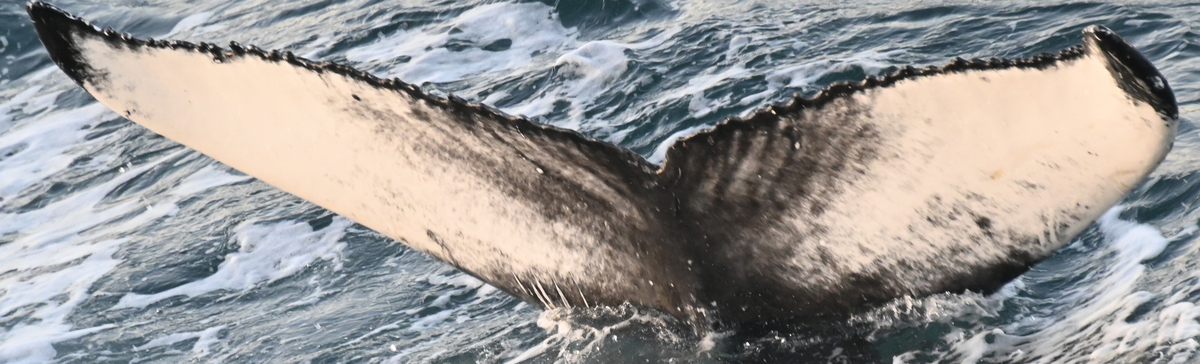 Fluke of HW-MN0103746
