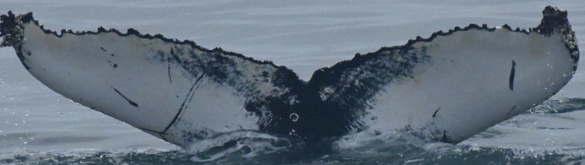 Fluke of HW-MN0103751