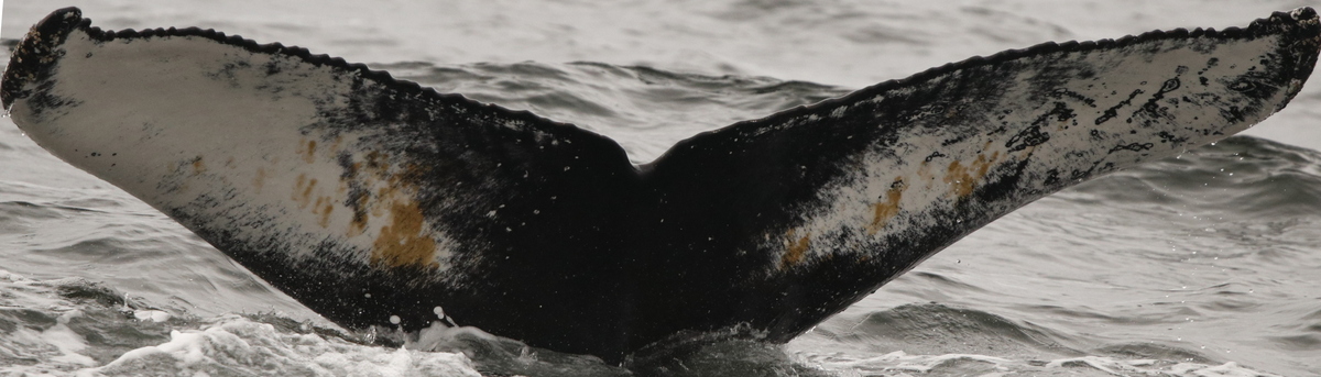Fluke of Zimtschnecke (Husavik)