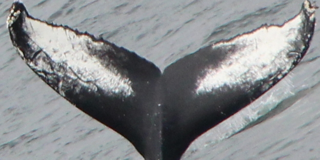Fluke of HW-MN0103759