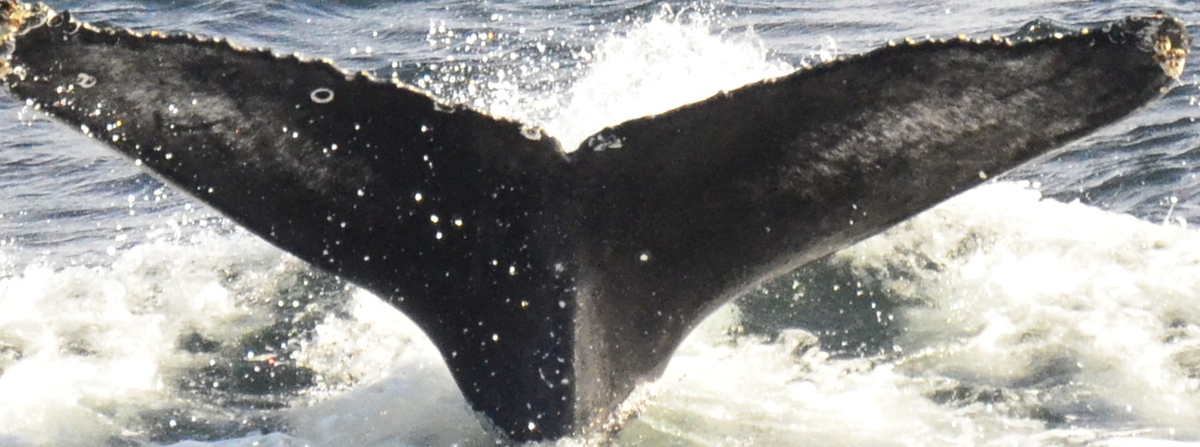 Fluke of HW-MN0103760