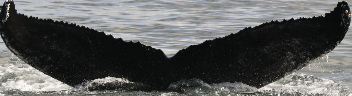 Fluke of HW-MN0103773