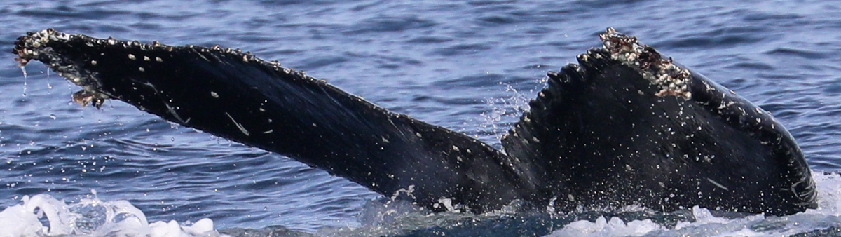 Fluke of CRC-22536