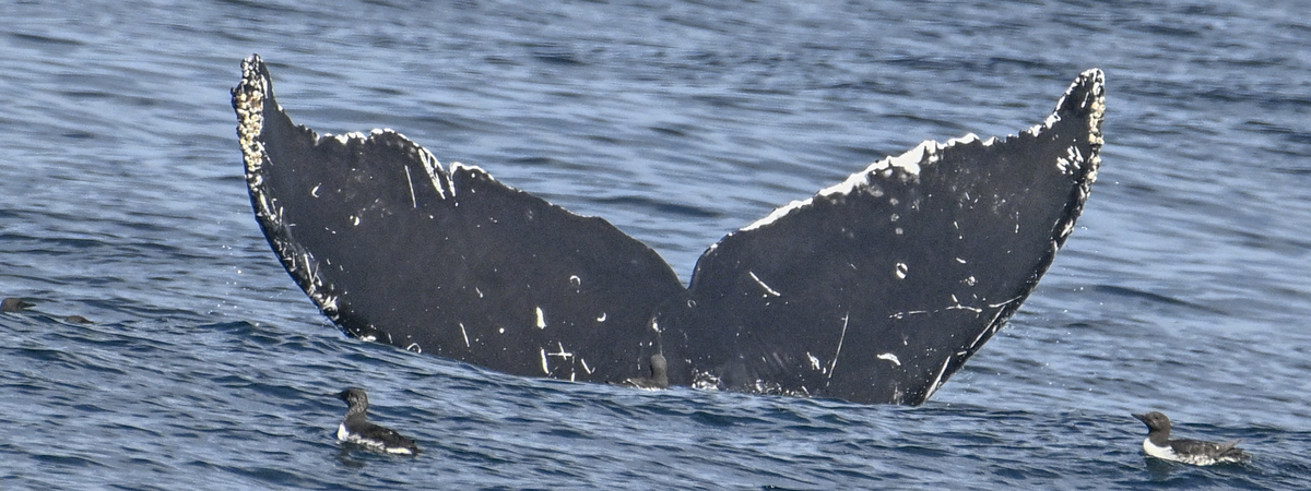 Fluke of CRC-22537