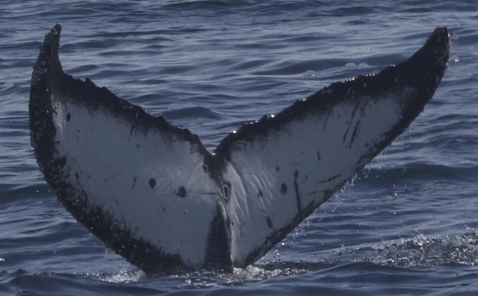 Fluke of CRC-22538
