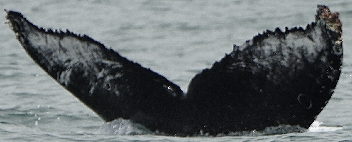 Fluke of CRC-22543