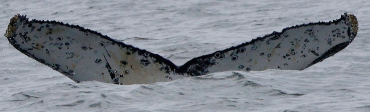 Fluke of CRC-22544