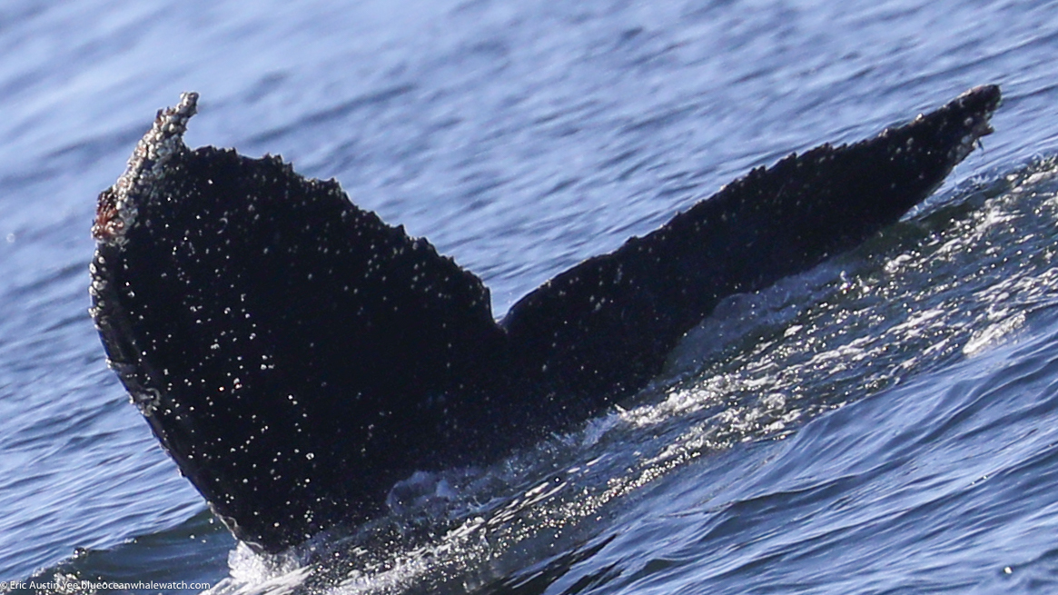 Fluke of CRC-22549