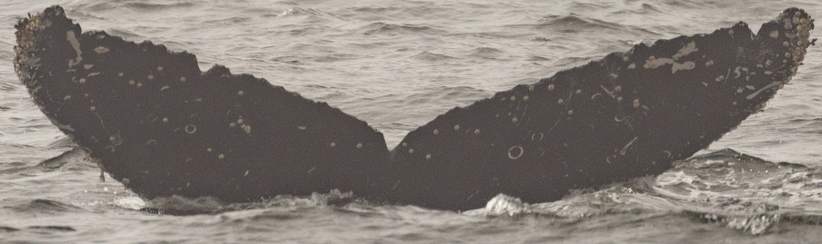 Fluke of CRC-22551