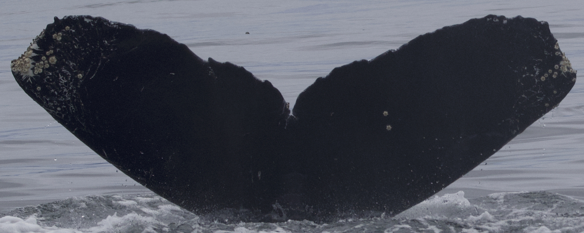 Fluke of CRC-22560