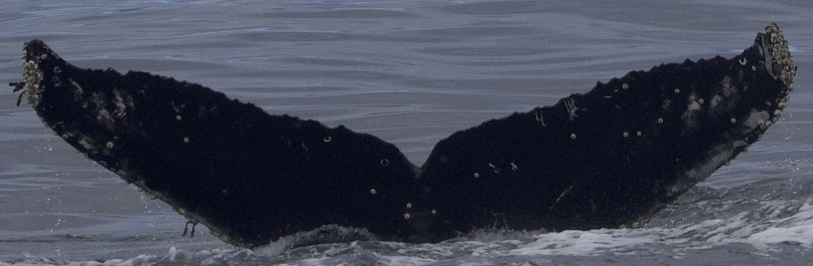 Fluke of CRC-22562