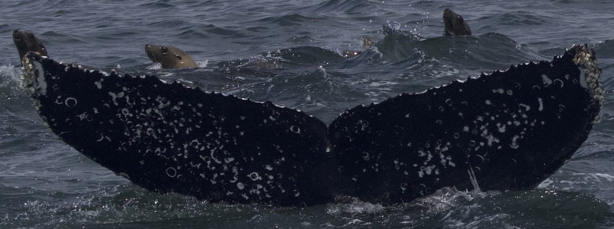 Fluke of CRC-22564