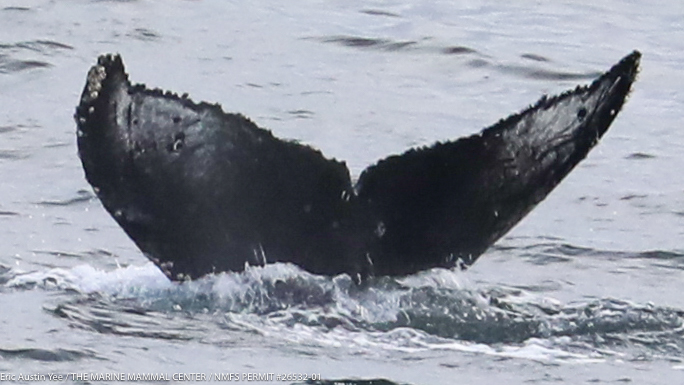 Fluke of CRC-22565