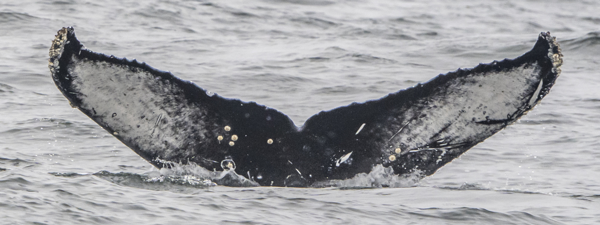 Fluke of CRC-22566