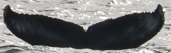 Fluke of CRC-22567