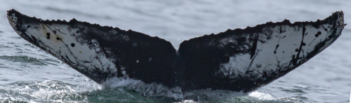Fluke of CRC-22569
