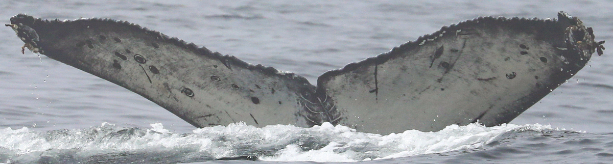 Fluke of CRC-22571
