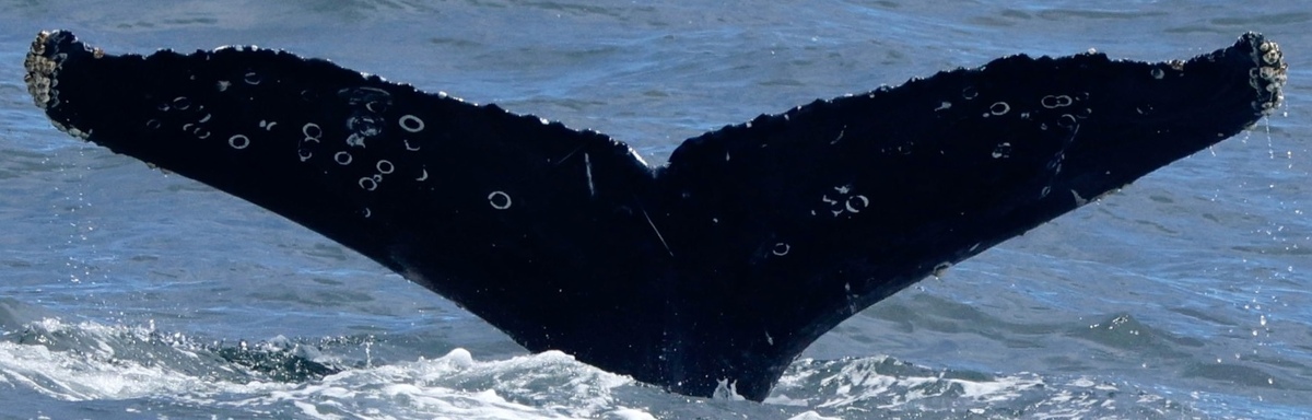 Fluke of CRC-22572