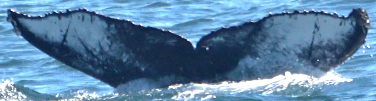 Fluke of CRC-22164