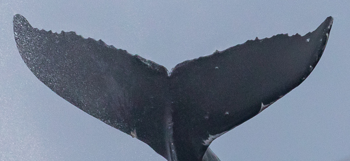 Fluke of CRC-22575