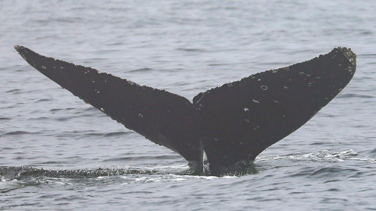 Fluke of CRC-22579