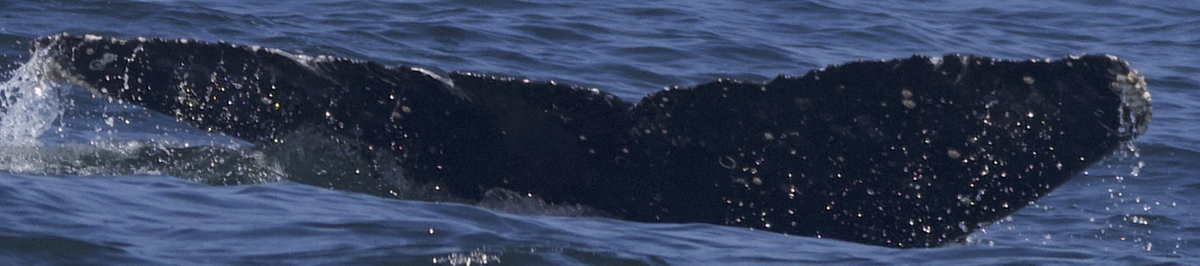 Fluke of HW-MN0503392