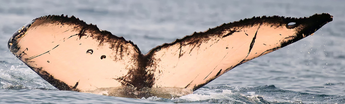 Fluke of Aether (Salish Sea) (2024 calf of Zephyr)