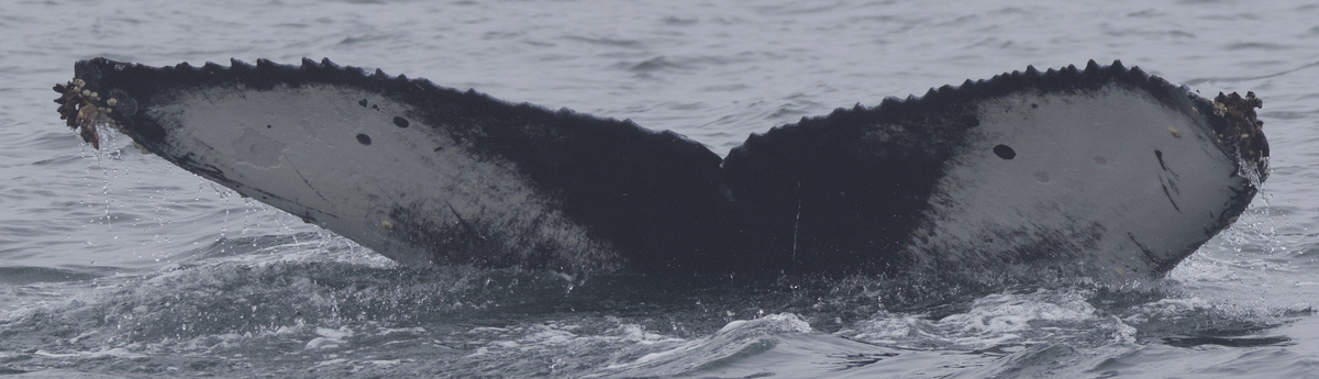 Fluke of CRC-22581