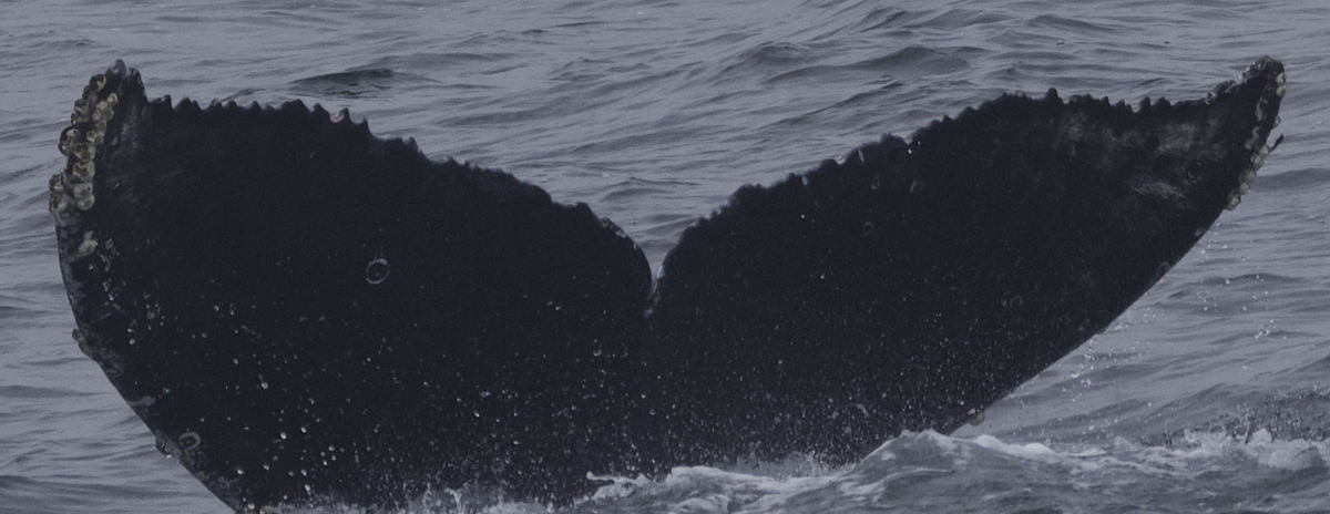 Fluke of CRC-22582